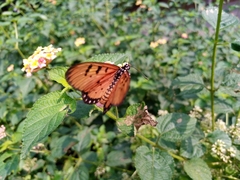 Acraea terpsicore