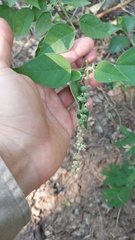 Croton lachnostachyus