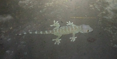Gekko gecko