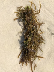 Sargassum filipendula