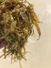 Sargassum filipendula