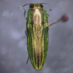 Agaeocera scintillans