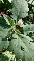 Solanum comptum