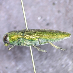 Agaeocera scintillans