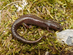 Chiropterotriton priscus