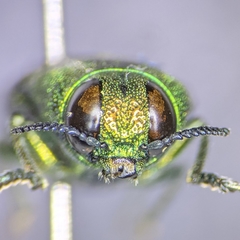 Agaeocera scintillans