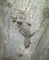 Gekko gecko