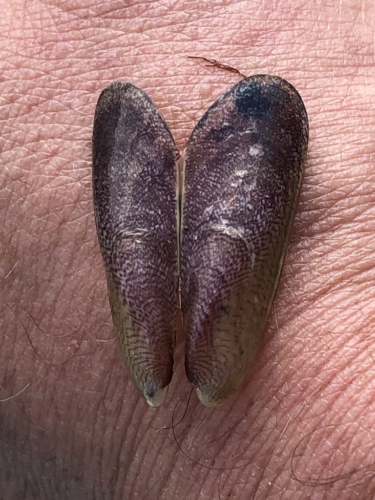 Atlantic Papermussel