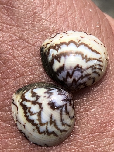 Morton's Cockle