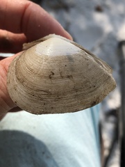Austromacoma constricta