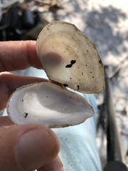 Austromacoma constricta