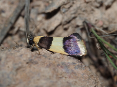 Telecrates laetiorella