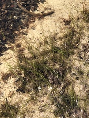 Syringodium filiforme