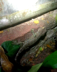 Gekko gecko