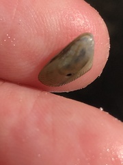 Brachidontes exustus