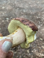 Boletus regineus