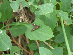 Rhynchopyga meisteri