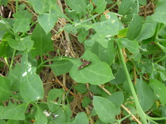 Rhynchopyga meisteri