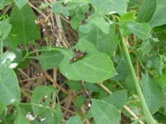 Rhynchopyga meisteri