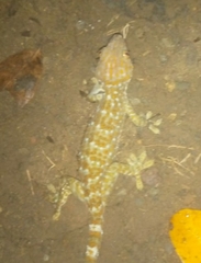 Gekko gecko