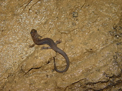 Chiropterotriton miquihuanus