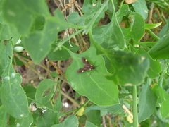 Rhynchopyga meisteri