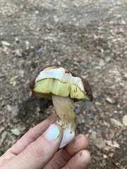 Boletus regineus