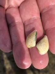 Anomalocardia cuneimeris