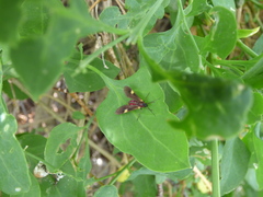 Rhynchopyga meisteri