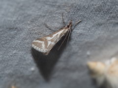 Sedenia rupalis