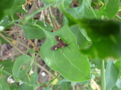 Rhynchopyga meisteri