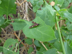 Rhynchopyga meisteri