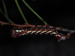 Psalidostetha banksiae