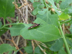 Rhynchopyga meisteri