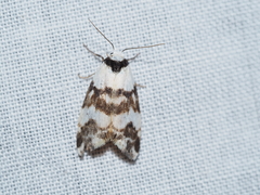 Thallarcha albicollis