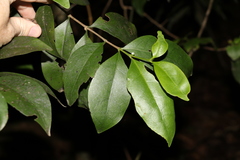 Cyclophyllum longipetalum
