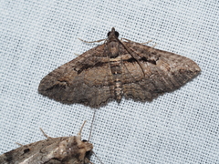 Chrysolarentia plagiocausta