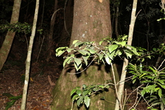 Cyclophyllum longipetalum