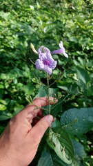 Ruellia ciliatiflora