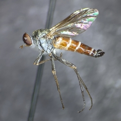 Lysilinga aurantiaca