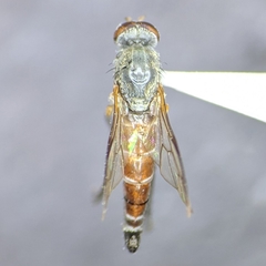 Lysilinga aurantiaca