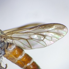 Lysilinga aurantiaca