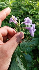 Ruellia ciliatiflora