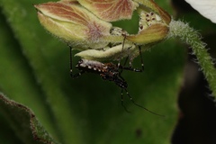 Trachylestes turneri