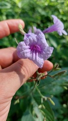 Ruellia ciliatiflora