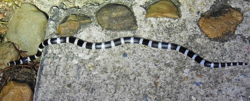 Eastern Bandy Bandy sighting