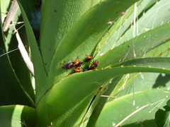 Tynacantha marginata