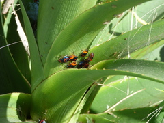Tynacantha marginata