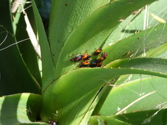 Tynacantha marginata