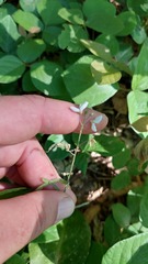 Desmodium affine